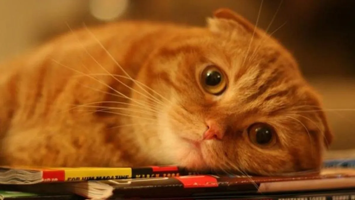 Сайты, похожие на Dtvideo.com