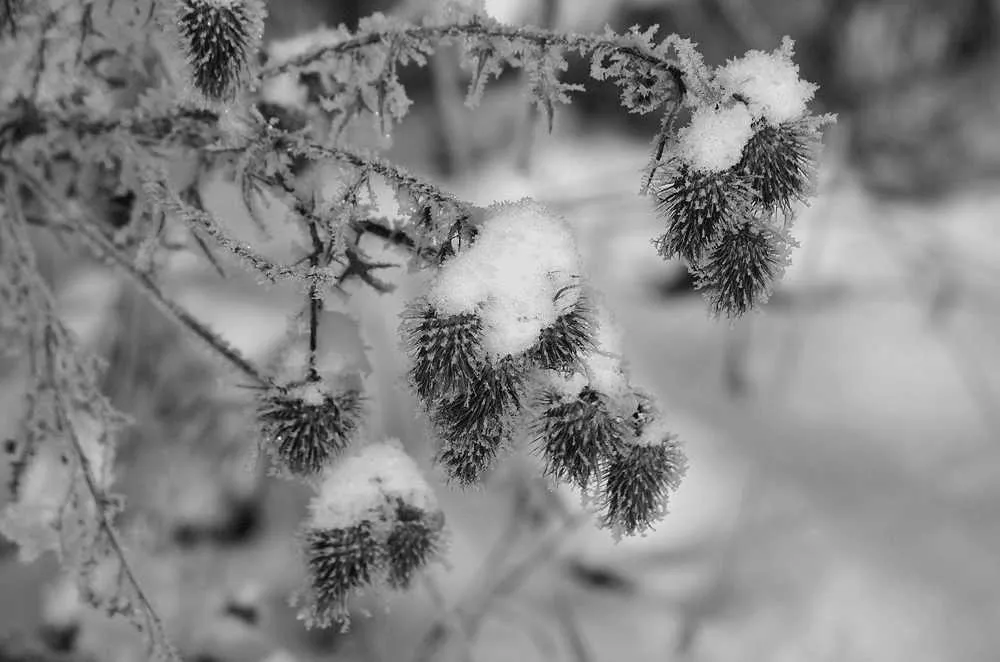 Сайты, похожие на IMGSRC по своему содержанию